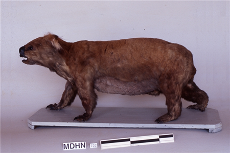 Zoologia: coala (<em>Phascolarctos cinereus</em>). Núm. Reg. 722 (Col·lecció Darder, 1916).
